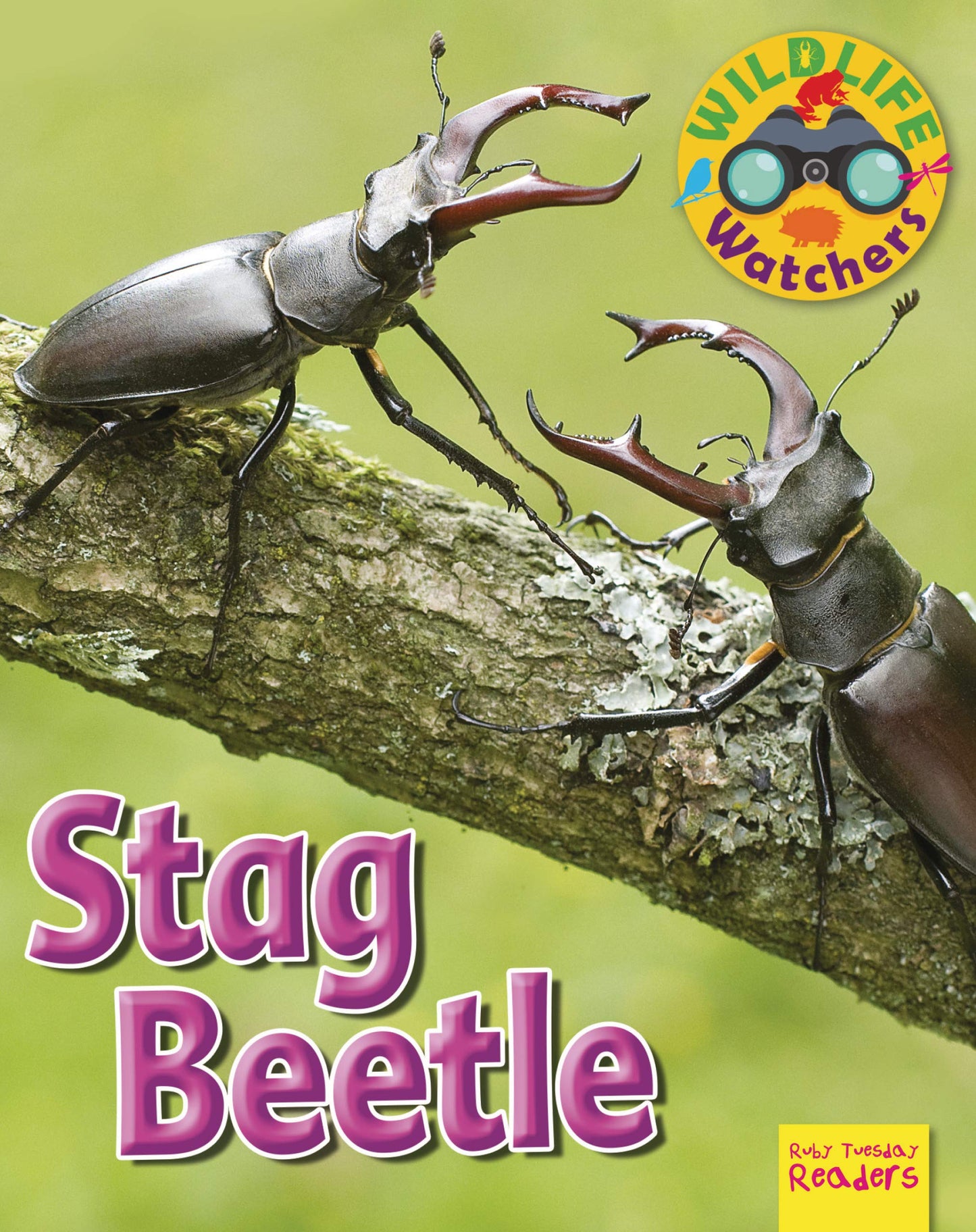 Marissa's Books & Gifts, LLC 9781788560641 Stag Beetle: Wildlife Watchers