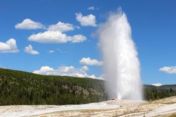 Marissa's Books & Gifts, LLC T1062 Yellowstone - National Park Tea